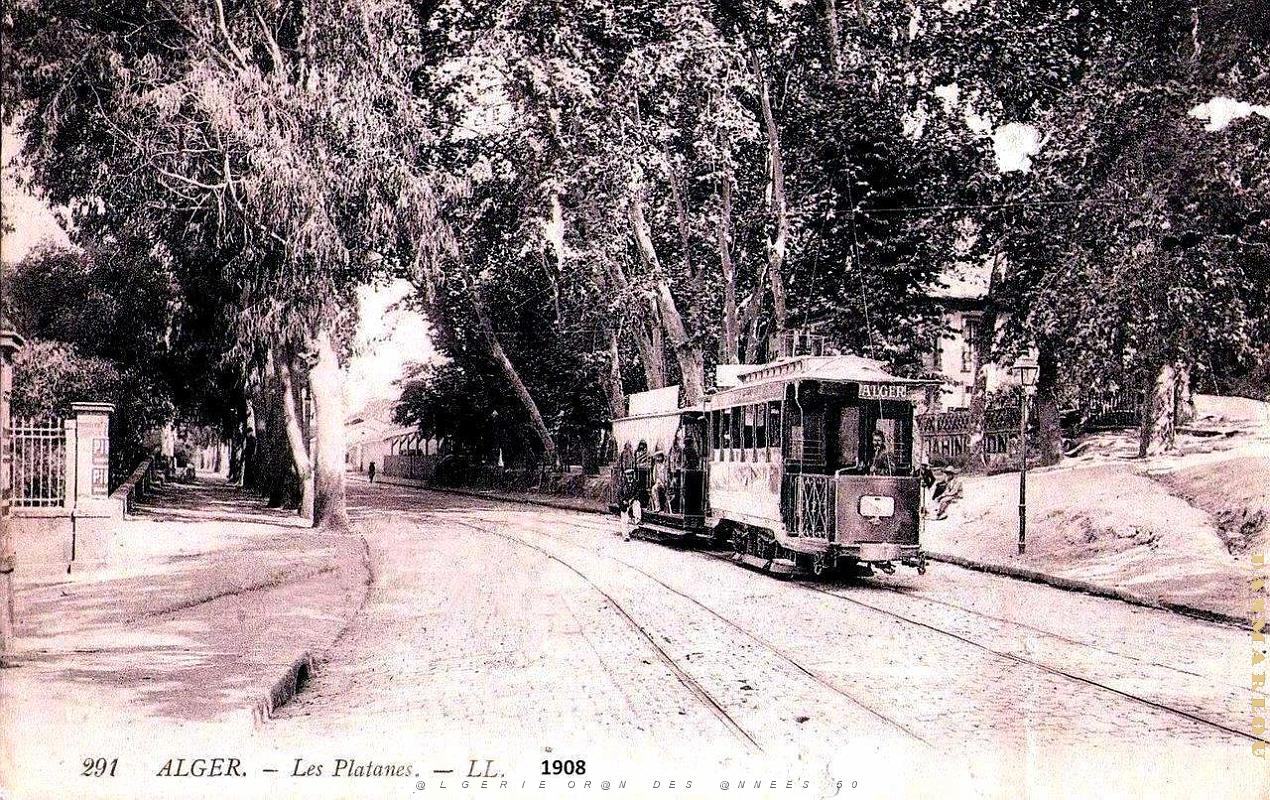 Alger - Platanes - 1908.jpg